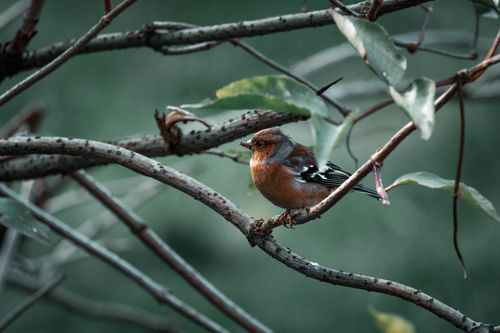 Free A vibrant chaffinch resting on a tree branch amidst lush greenery. Stock Photo