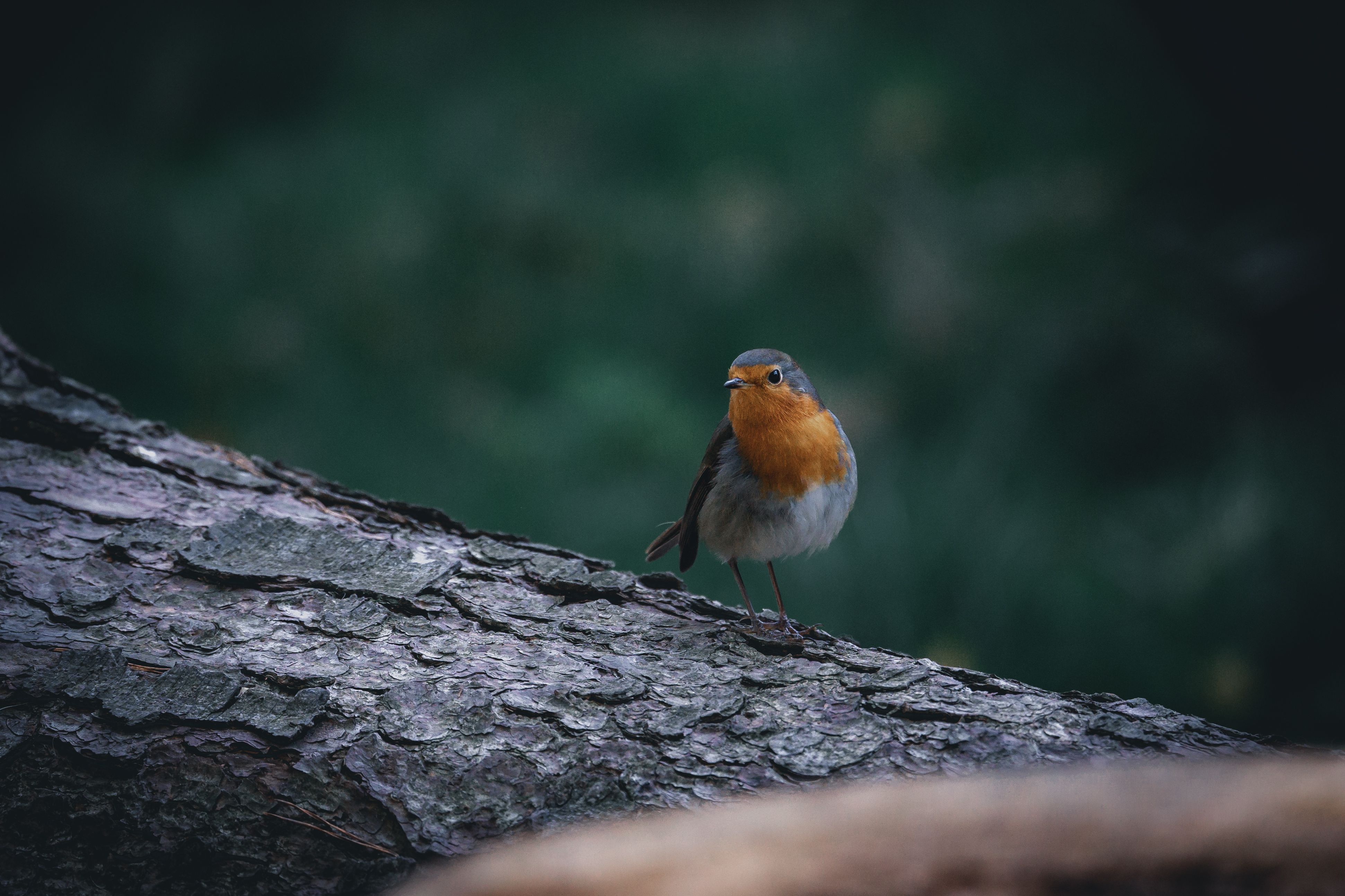Close Up Photo of Bird on Tree Branch · Free Stock Photo