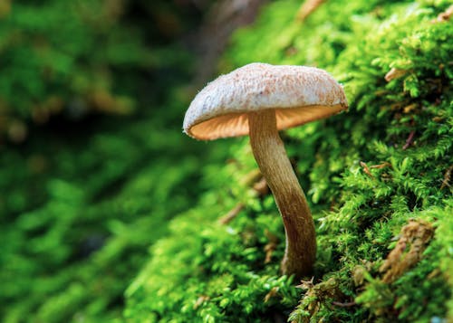 Mushroom in early morning light