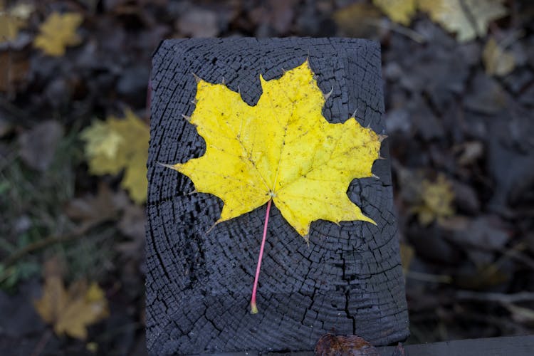 Yellow Maple Leaf On Brown Tree Trunk