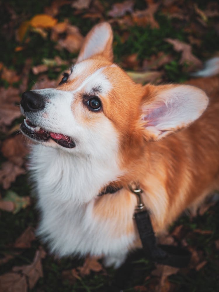 Corgi Dog On Leash