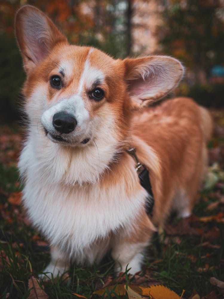 Corgi Dog On Leash