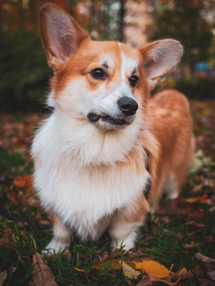 Corgi Dog In Forest