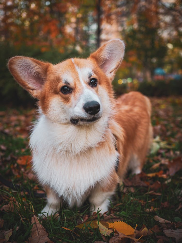 Cute Corgi Dog In Forest