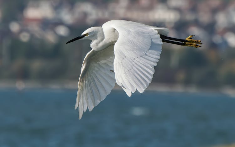 Egret Flying Over Sea