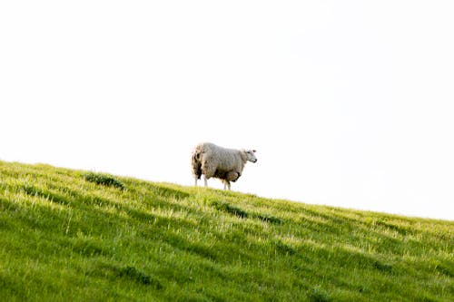 Sheep on Green Grass