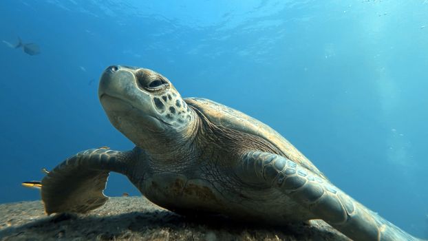 A detailed underwater close-up of a sea turtle swimming gracefully.