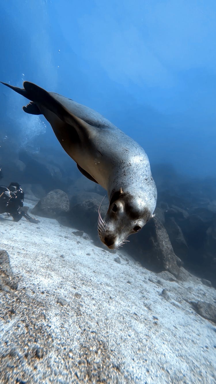 A Sea Lion Swimming