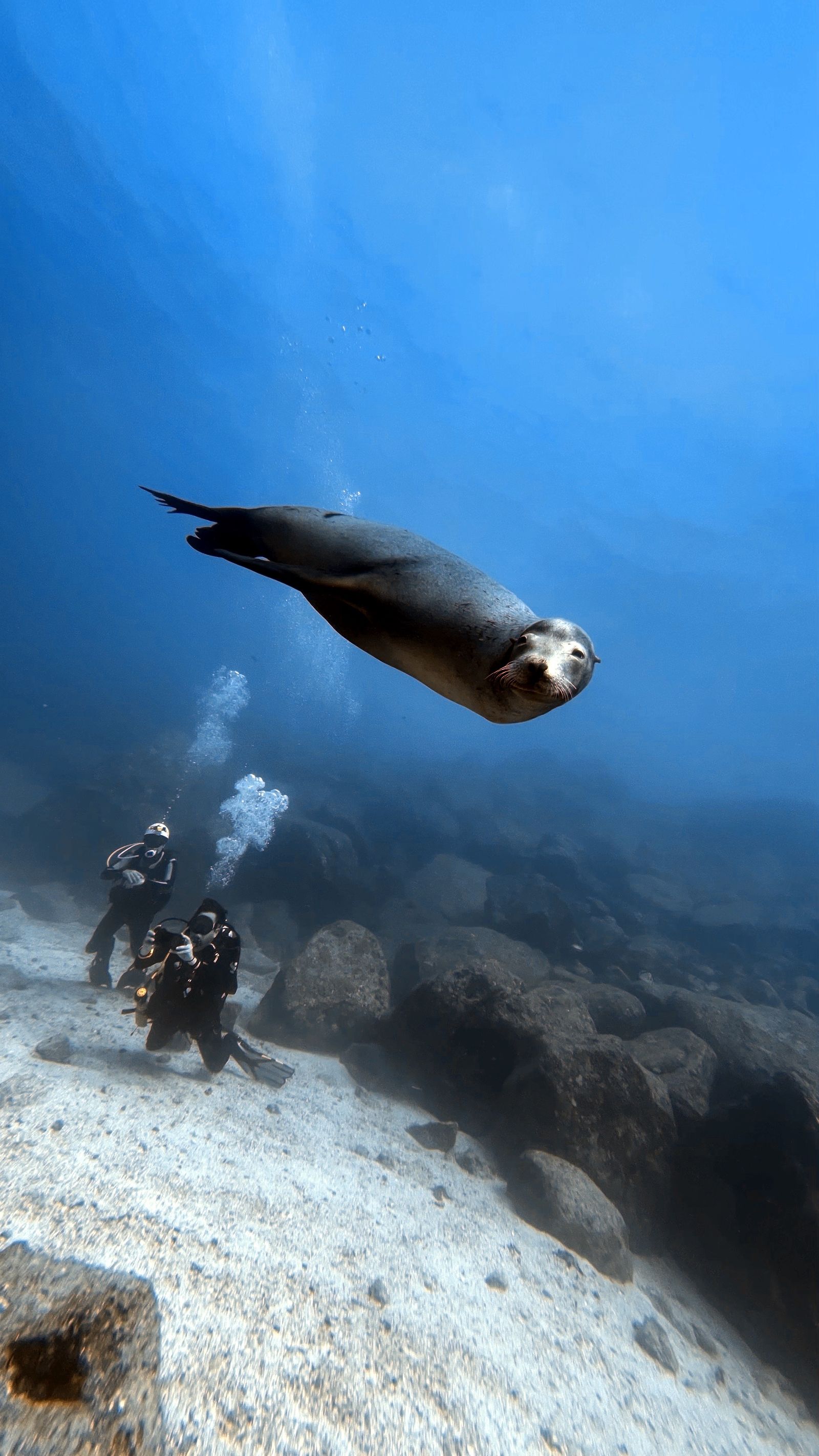 Encuentro con los lobos marinos Lobos marinos nadando alrededor de una persona durante una actividad acuática en Puerto Madryn.