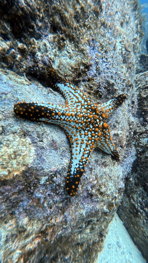 Close-Up Shot of a Starfish on a Rock