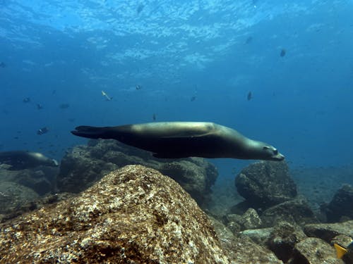 A Sea Lion Swimming Underwater