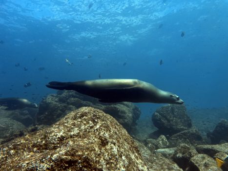 Underwater scene featuring a sea lion swimming among rocks and marine life in clear blue water.