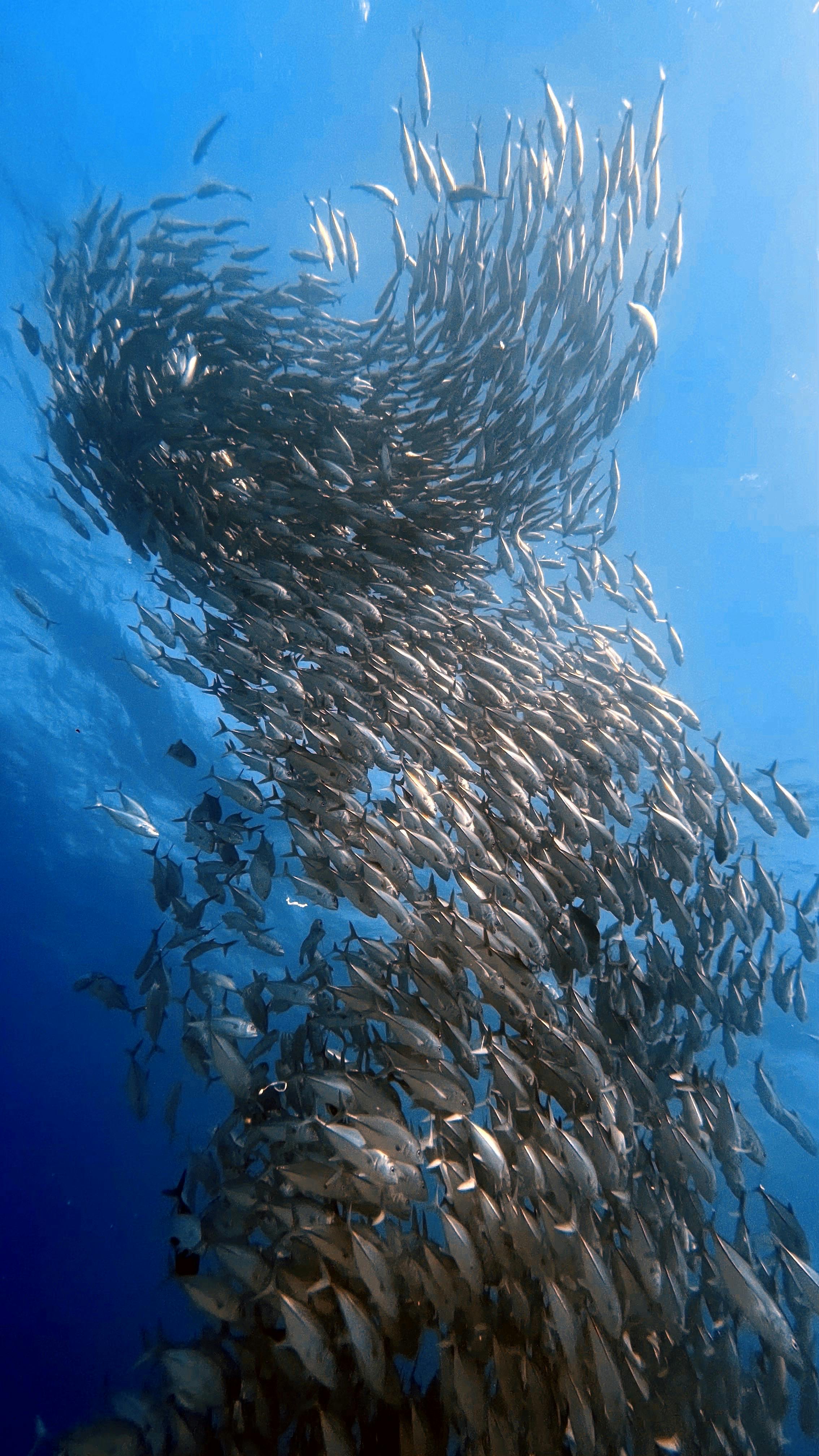 Who shouldn't take fish oil?