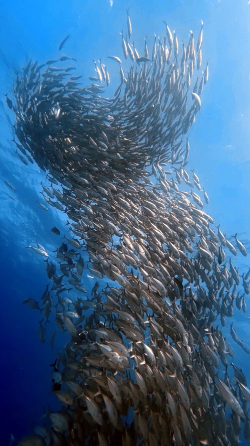 Free A captivating upward view of a swirling school of fish in clear blue ocean waters. Stock Photo