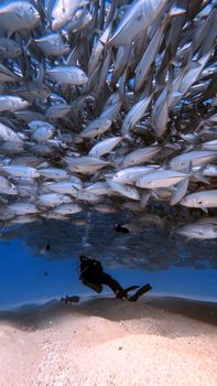 A scuba diver swims beneath a vast school of fish in clear blue waters, captured in a striking vertical shot.