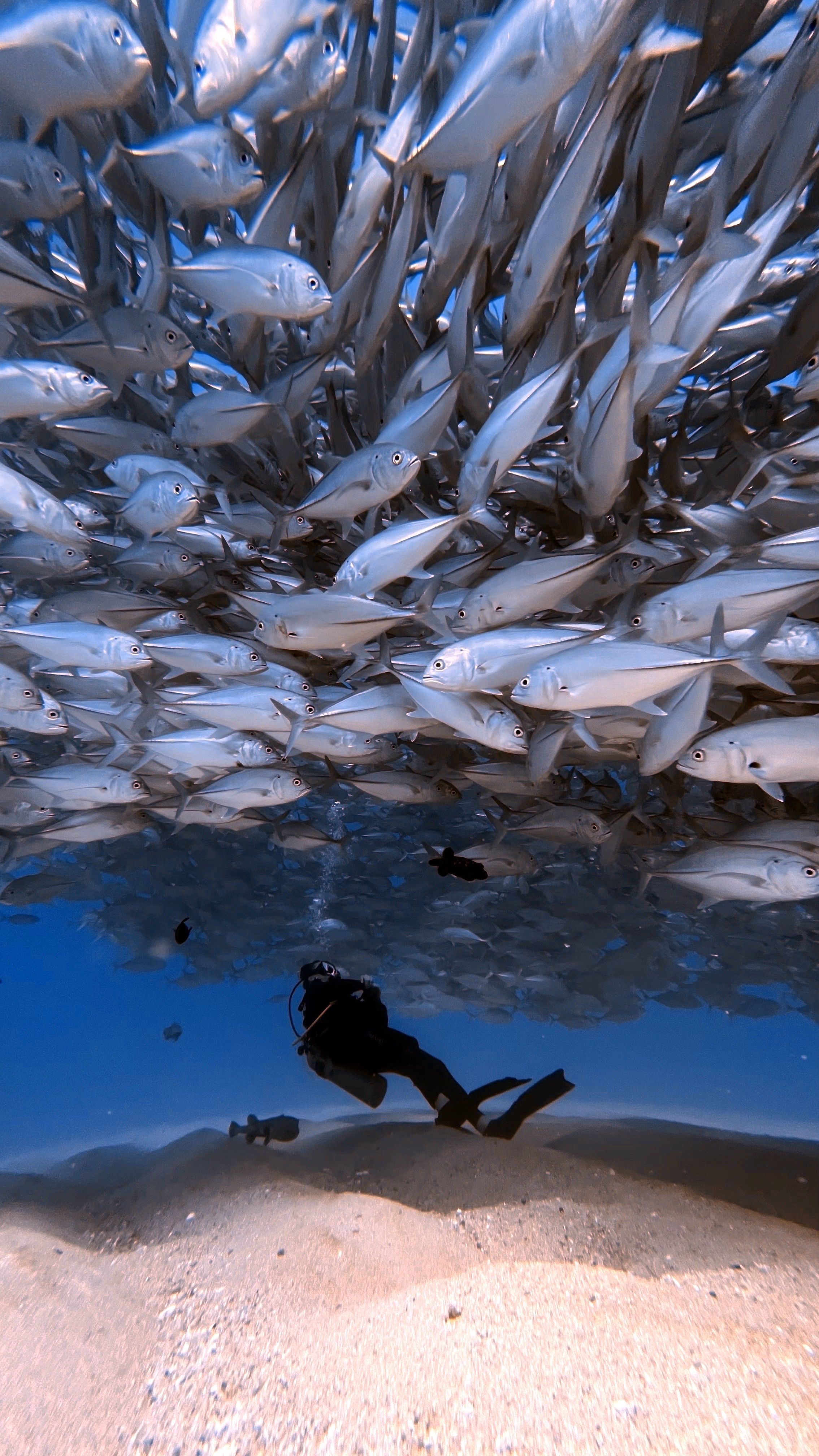 10,000+张最精彩的“Tetra Fish”图片 · 100%免费下载 · Pexels素材图片