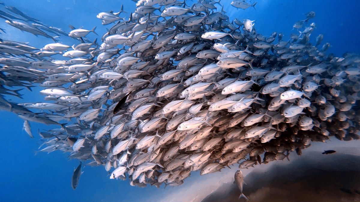 Sardine Run - imagen 2