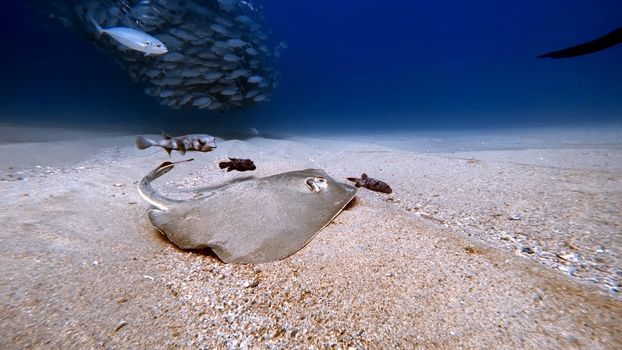 A manta ray glides over sandy ocean floor with fish and a school of fish in the background.