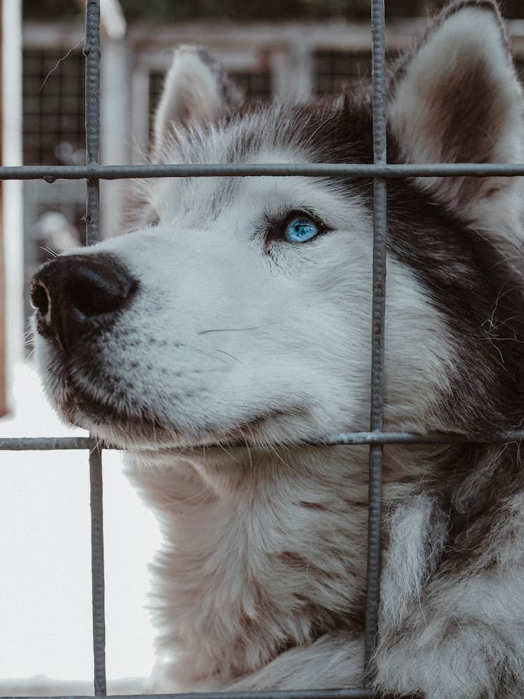 Malamute Dog In Cage