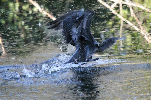 Imagine de stoc gratuită din cormoran mare