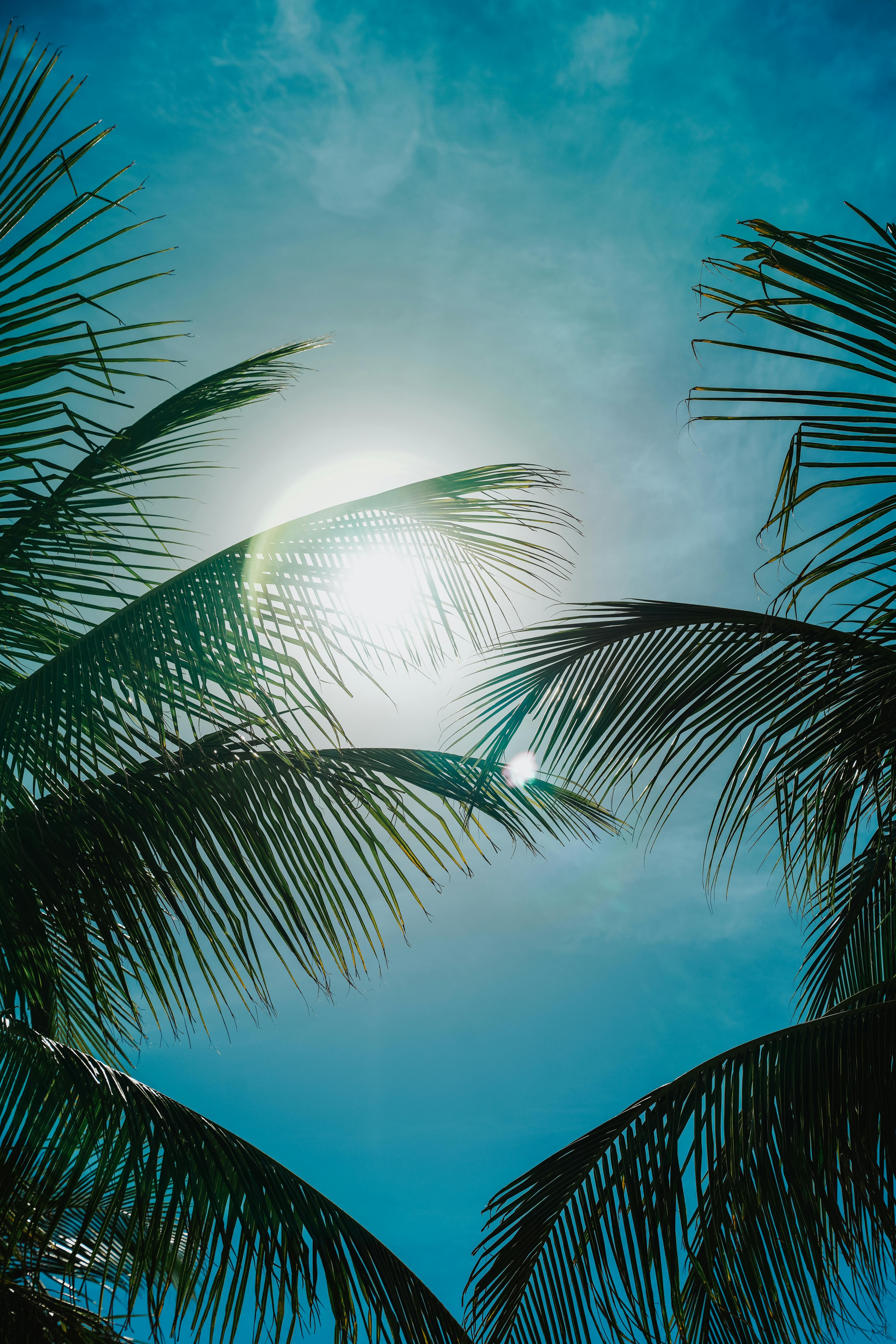Low angle view of palm leaves silhouetted against the bright sun and blue sky.