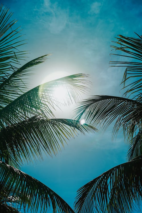 Darmowe zdjęcie z galerii z błękitne niebo, liście, liście palmowe