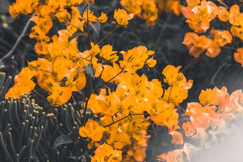 Selective Focus Photo of Yellow Petaled Flowers