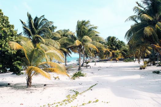 Serene tropical beach with palm trees in Javier Rojo Gómez, Mexico.