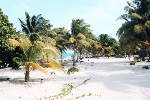 Free Serene tropical beach with palm trees in Javier Rojo Gómez, Mexico. Stock Photo