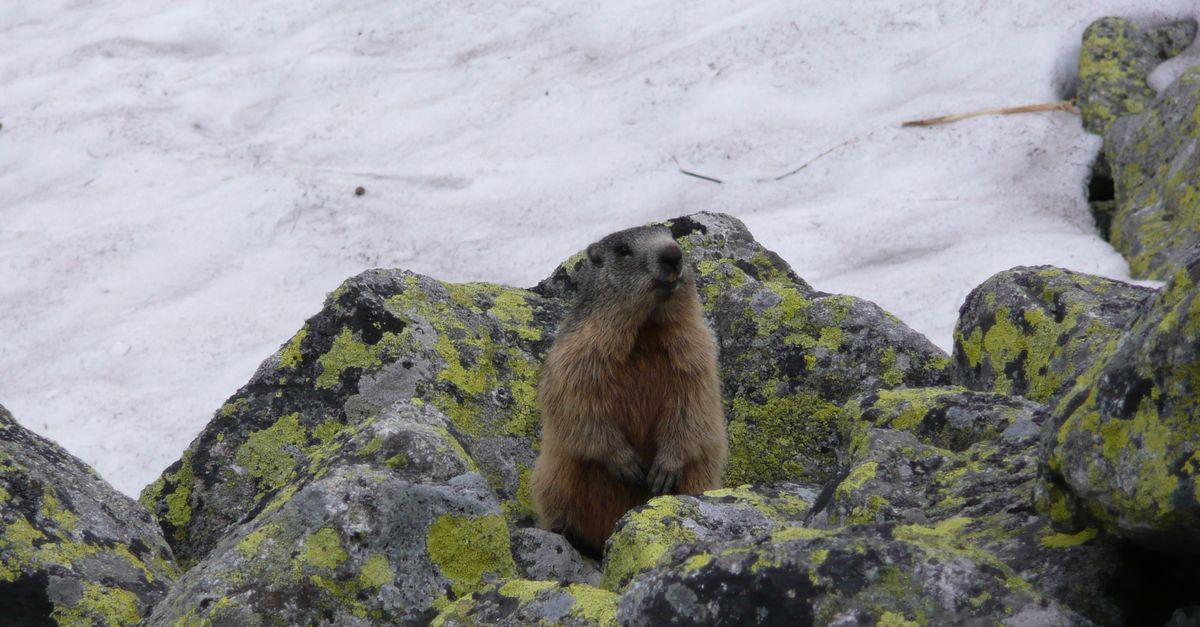Beavers And Rocks A Beaver on a Rock · Free Stock Photo