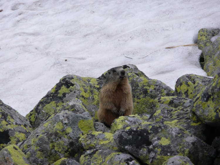 A Beaver On A Rock