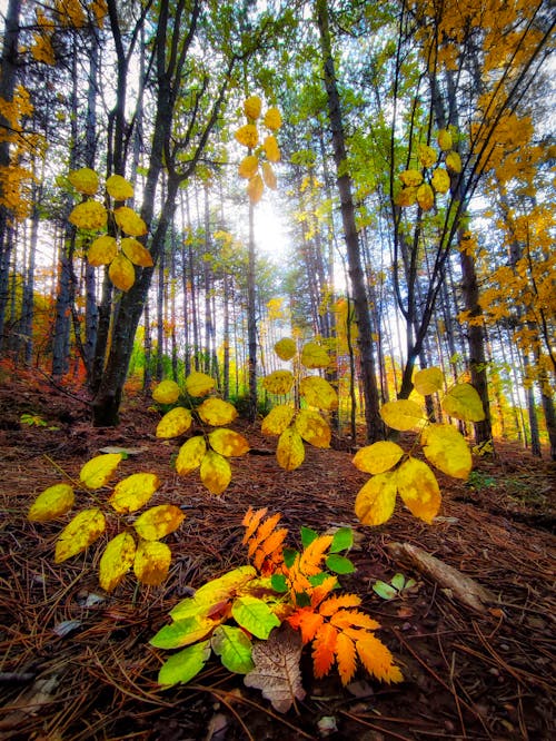 Kostenloses Stock Foto zu bäume im herbst, herbst, herbstblatt