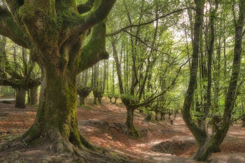 免费 天性, 森林, 樹木 的 免费素材图片 素材图片