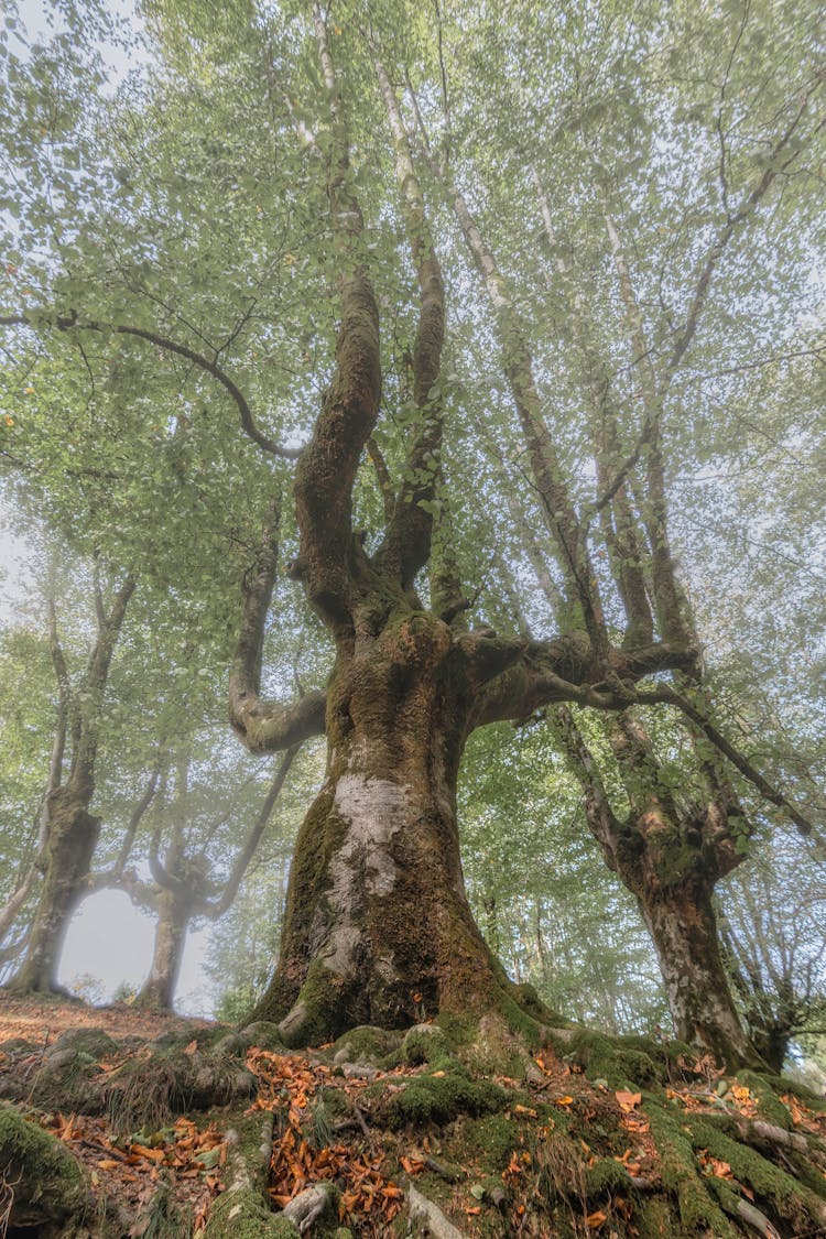 Low Angle Shot Of A Tall Tree In The Forest