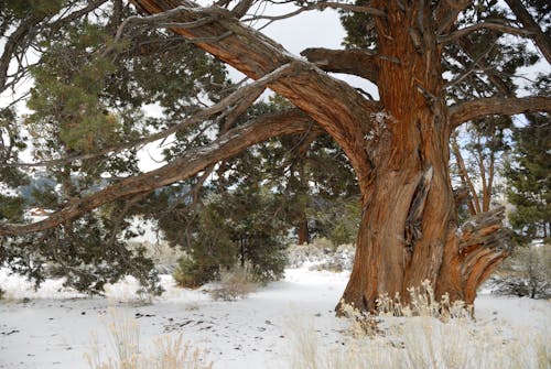 ağaç, kar yağışlı, karla kaplı içeren Ücretsiz stok fotoğraf