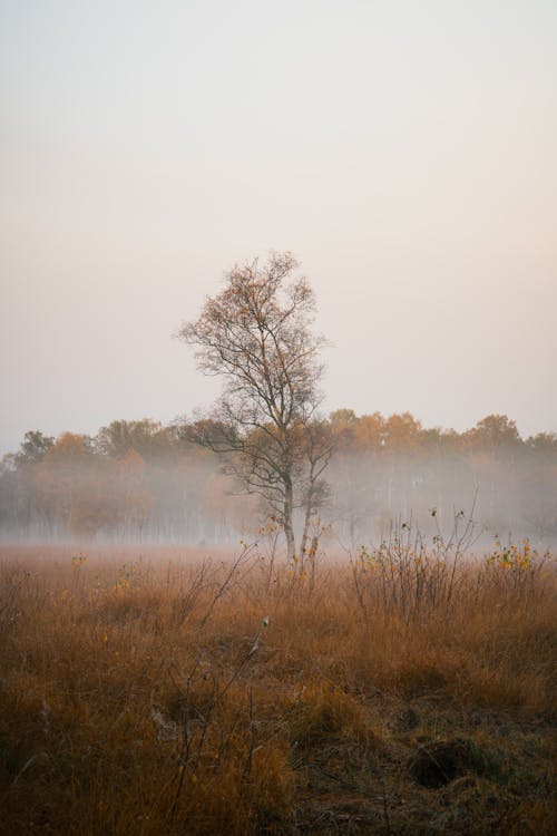 Free A Misty Field Stock Photo