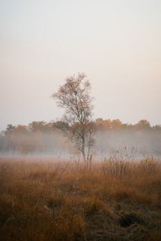 A solitary tree in a misty autumn field captures the essence of the serene wilderness.