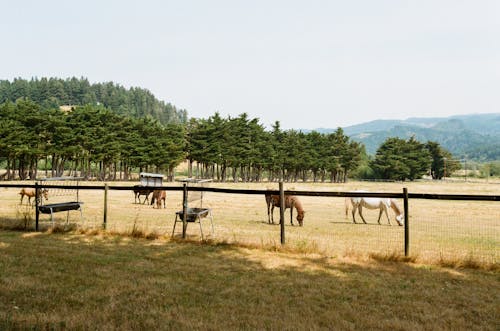 Foto stok gratis 35mm, bidang, equidae