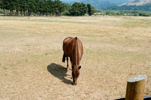Безкоштовне стокове фото на тему «кінський, кінь, коней»