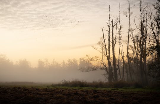 Beautiful misty autumn morning with silhouette trees and birds in a tranquil forest setting.