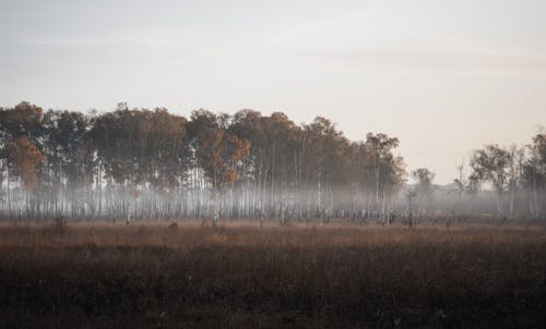 Brown Trees Under White Sky