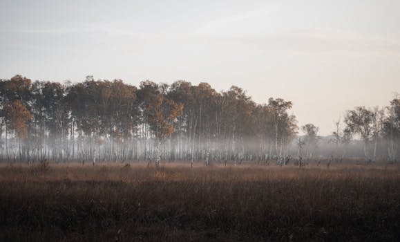 Serene misty morning in a birch forest during autumn, capturing the tranquil essence of nature.