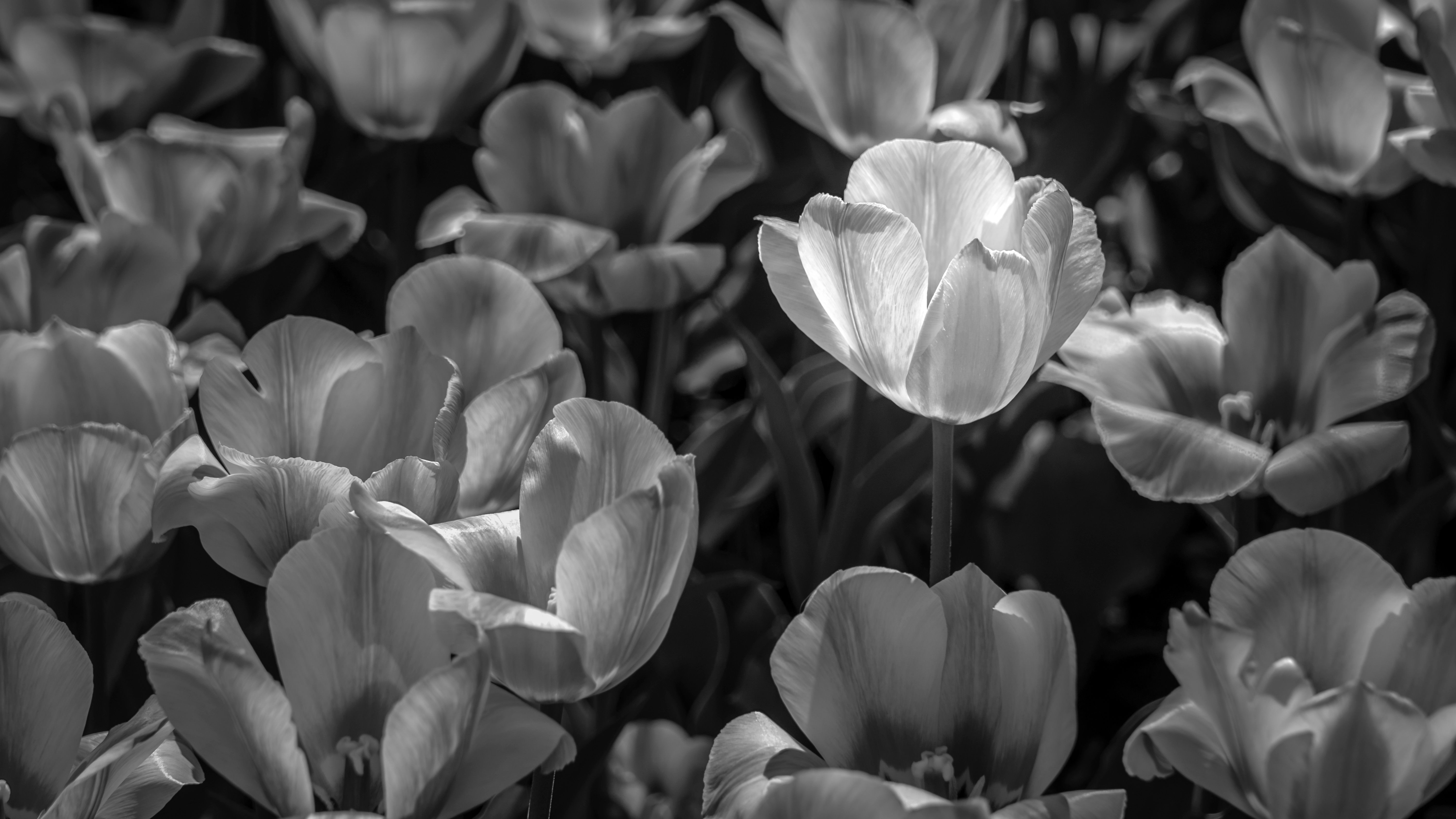 Black and white tulip field captured in elegant grayscale texture.