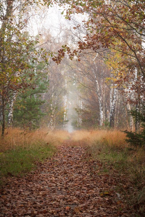 An Unpaved Pathway in a Forest with Fallen Leaves