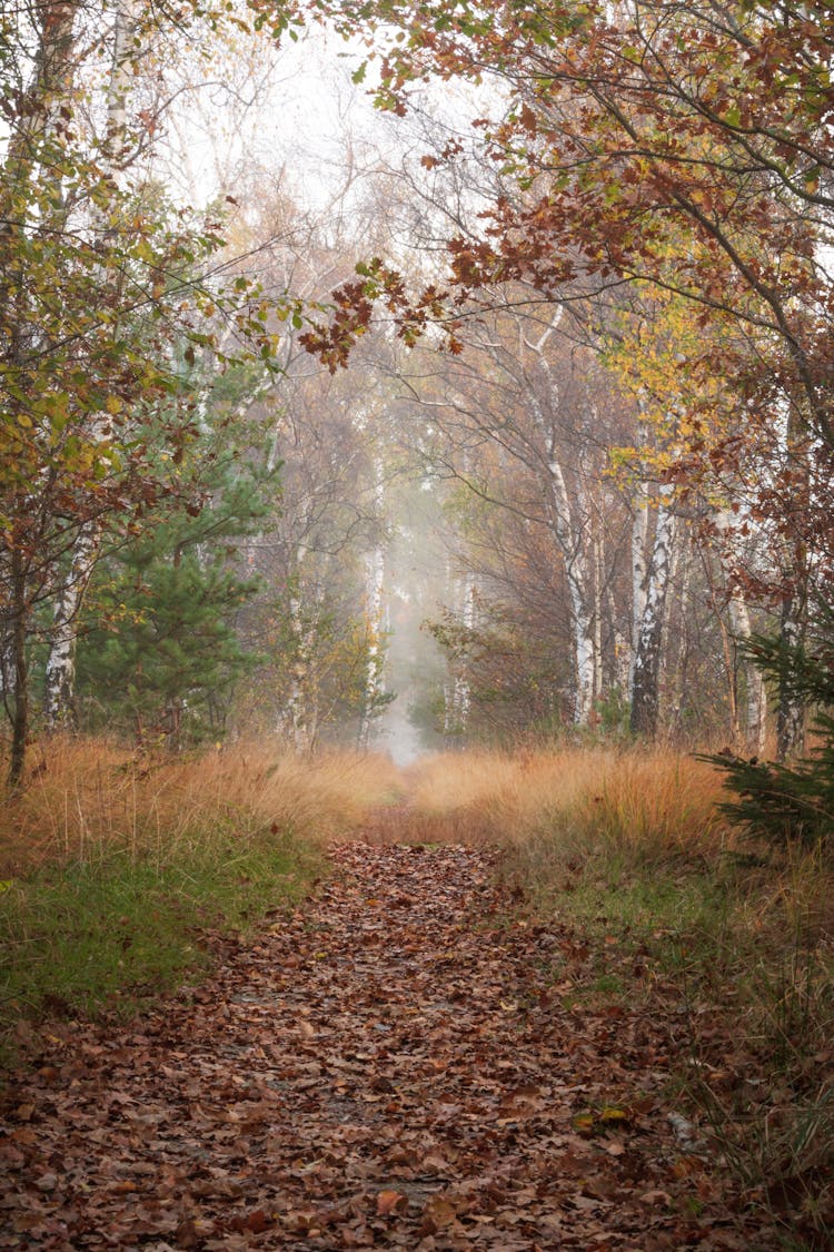 Brown And Green Trees