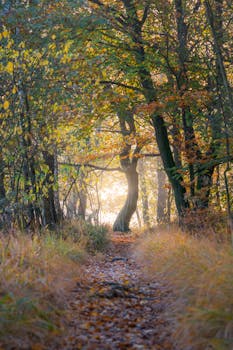 Sunlit forest path enveloped in autumn colors creating a serene wilderness scene.