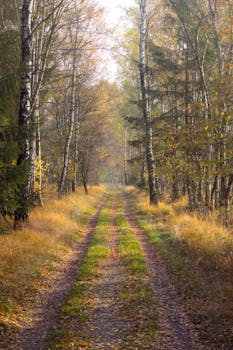 A peaceful forest path surrounded by birch trees in the golden hues of autumn.