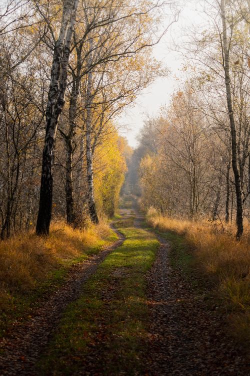 Free A peaceful unpaved road lined with birch trees in autumn. Stock Photo
