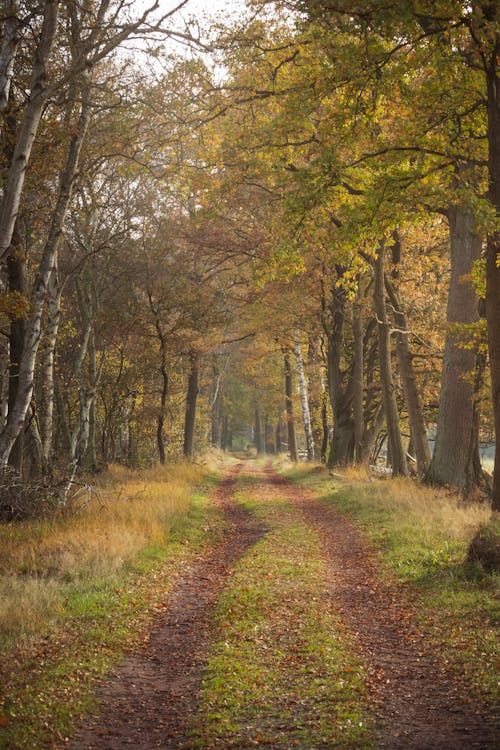 Free Path in Between Trees Stock Photo