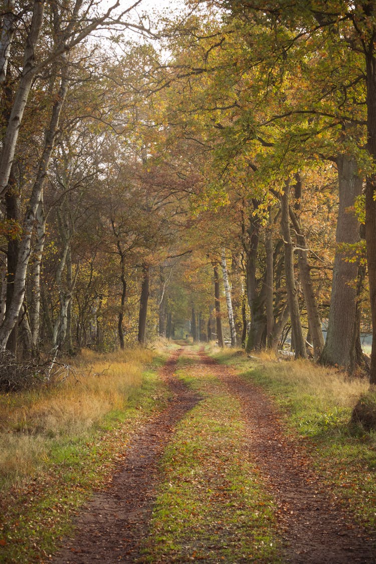 Brown And Green Trees